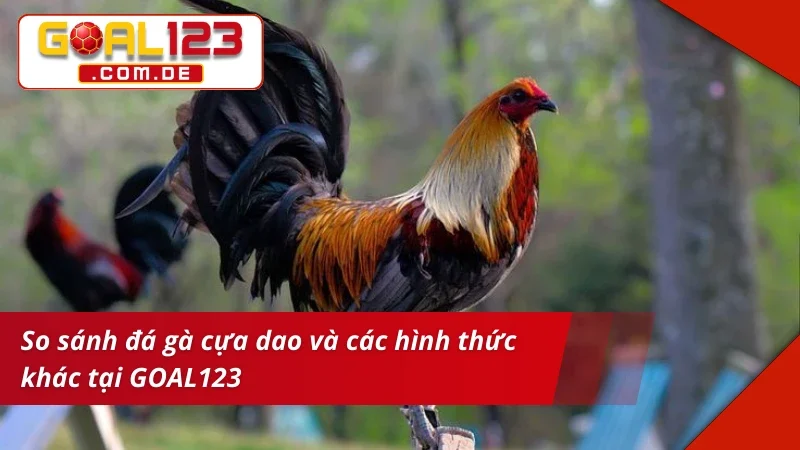Đá Gà Cựa Dao GOAL123: Chinh Phục Những Kèo Gà Chọi Máu Lửa 7 Trải nghiệm hấp dẫn và máu lửa với Đá Gà Cựa Dao