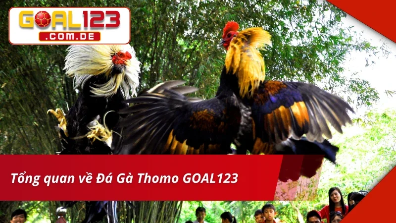 Đá Gà Thomo GOAL123: Cá Cược Cùng Trường Gà Siêu Uy Tín 2 Đôi nét về trải nghiệm Đá Thomo tại nhà cái