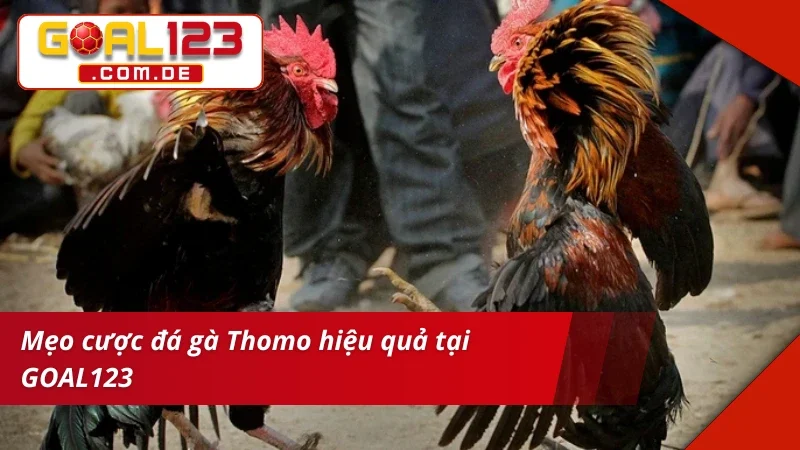 Đá Gà Thomo GOAL123: Cá Cược Cùng Trường Gà Siêu Uy Tín 6 Mẹo chinh phục thắng lớn cùng Đá Gà Thomo