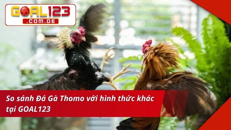 Đá Gà Thomo GOAL123: Cá Cược Cùng Trường Gà Siêu Uy Tín 7 Trải nghiệm cuốn hút và máu lửa với Đá Gà Thomo
