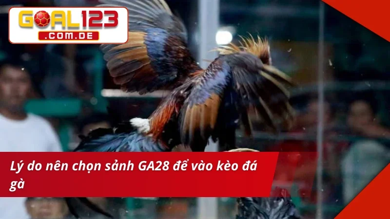 GA28 Đá Gà GOAL123 – Sảnh Cược Chất Lượng Xem Live Siêu Nét 3 Cá cược chất lượng tại sảnh GA28 Đá Gà